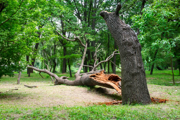 Mulching Services in Cottage Lake, WA